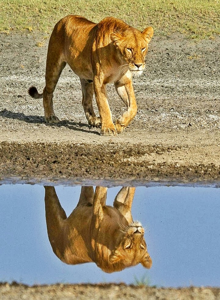 A Reflection of A Queen