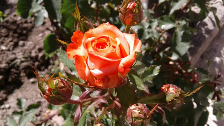 my flower