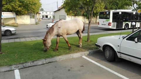 Horse