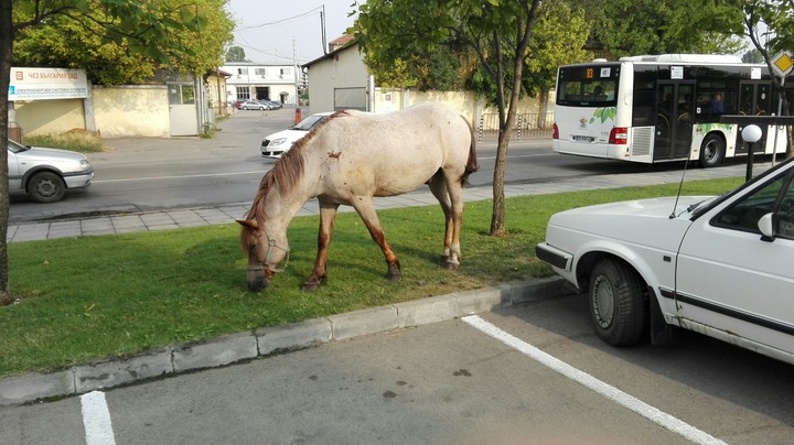 Horse