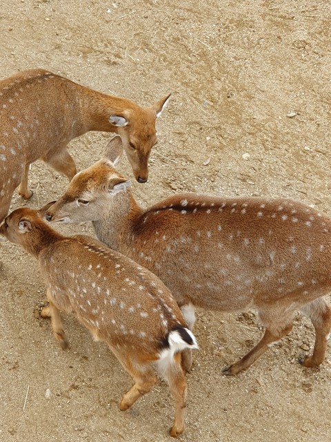서울숲 사슴3