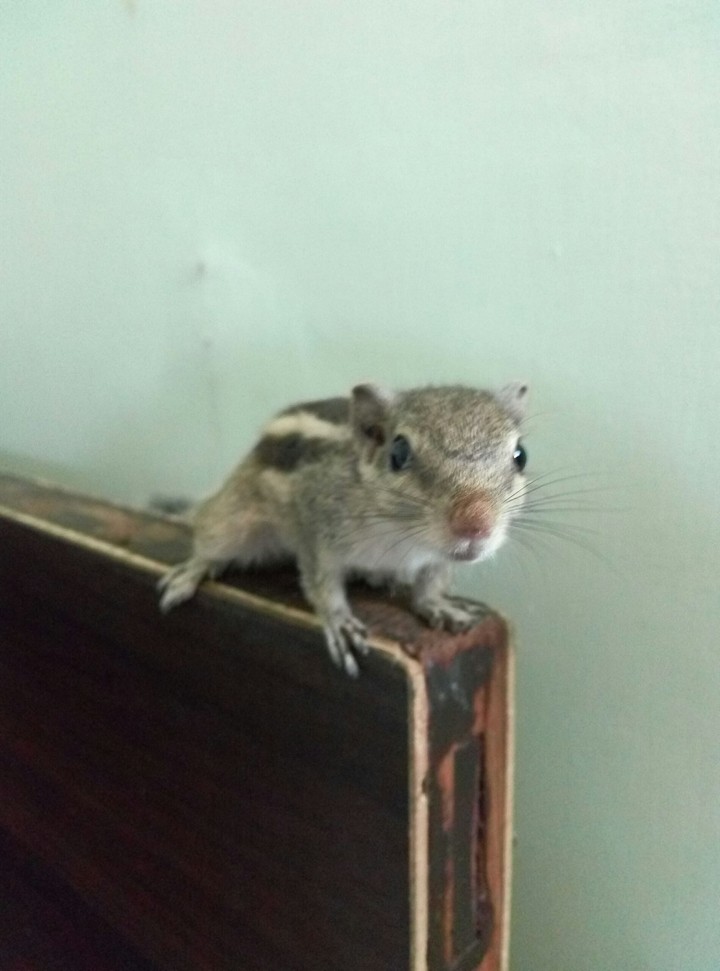 Baby Squirrel...