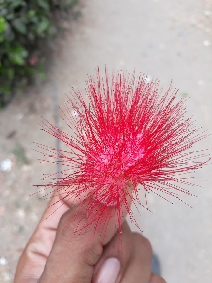 flower