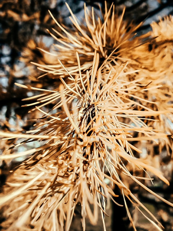 Yellow tree