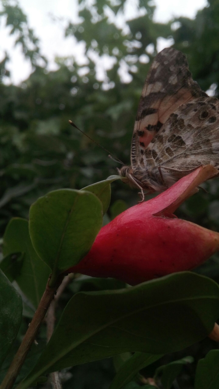 fly