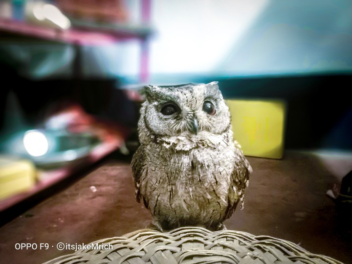 owl
