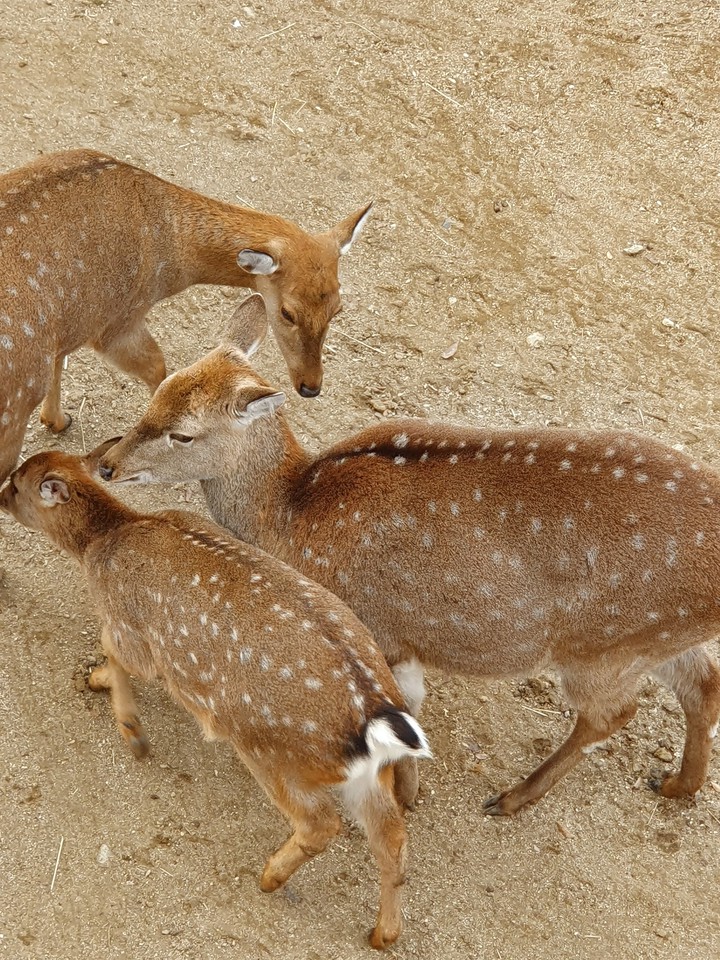 서울숲 사슴3