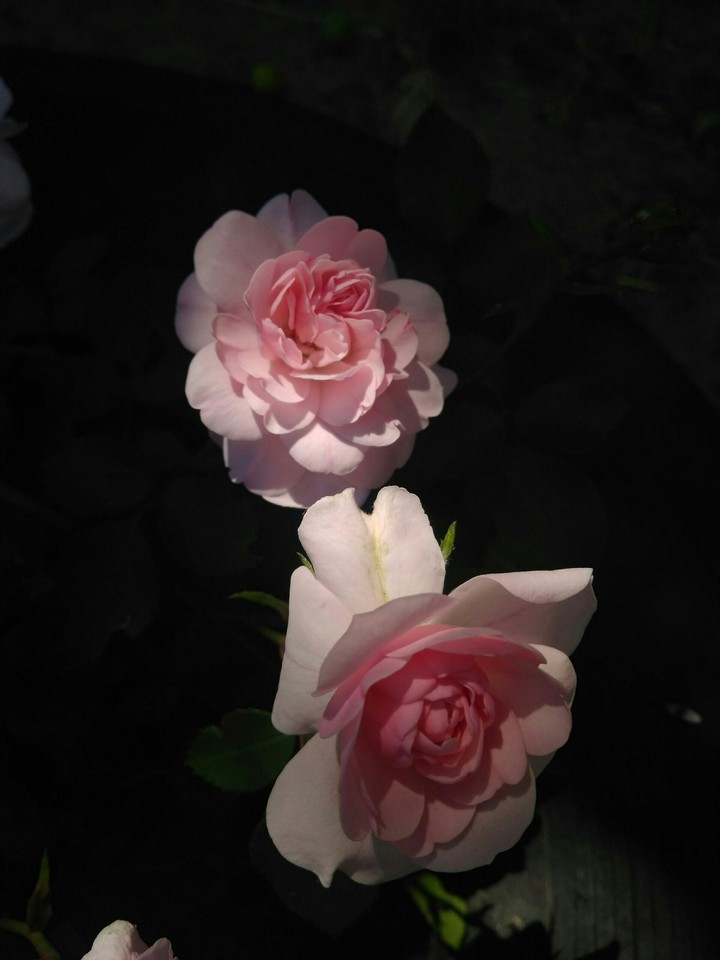 Pink Roses