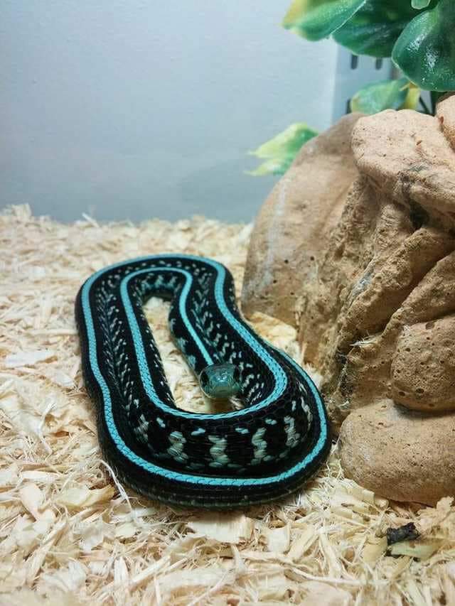 Snake ?