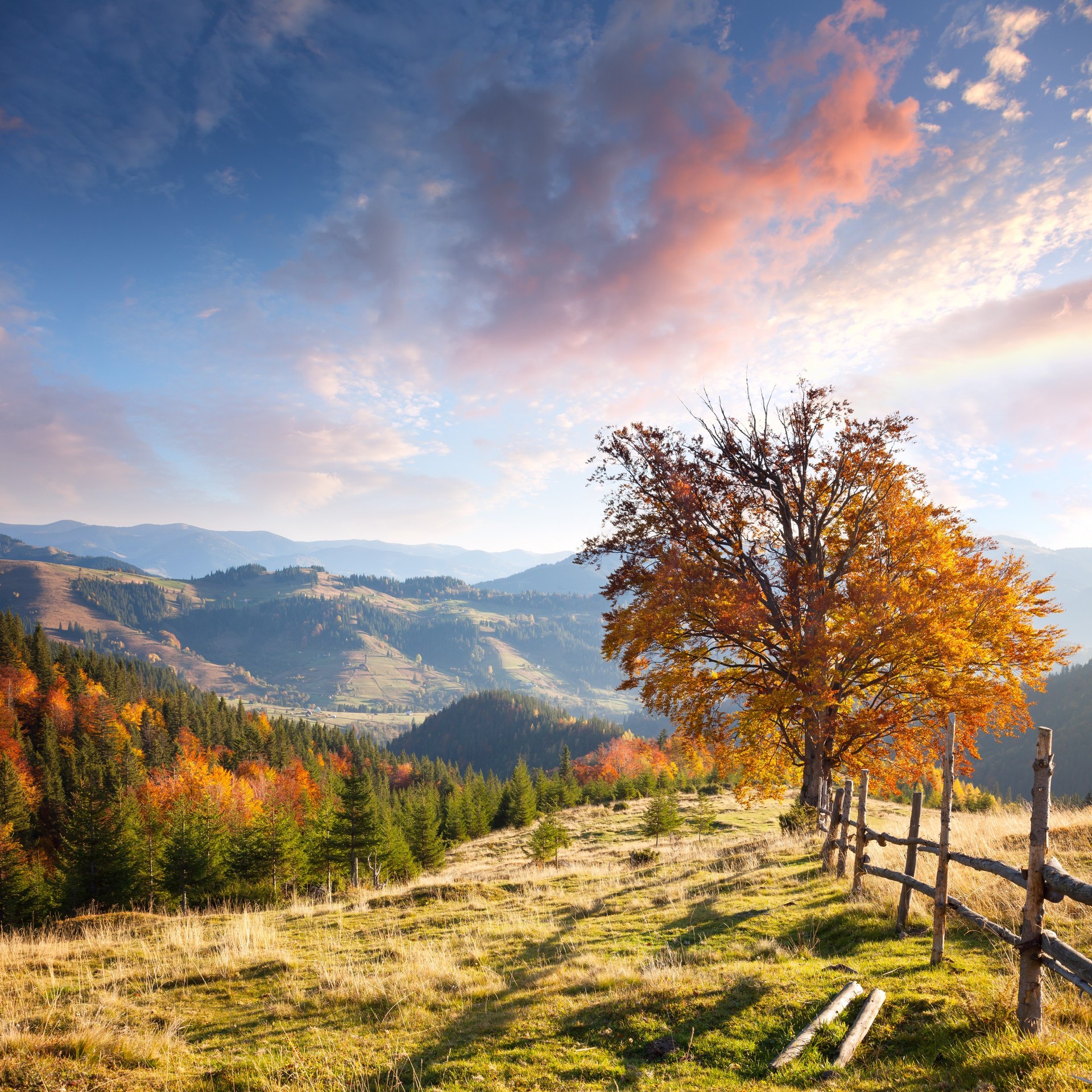 landscapes, tree háttérképek