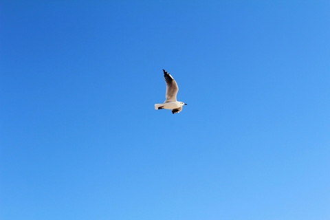 Minimalism. Gull