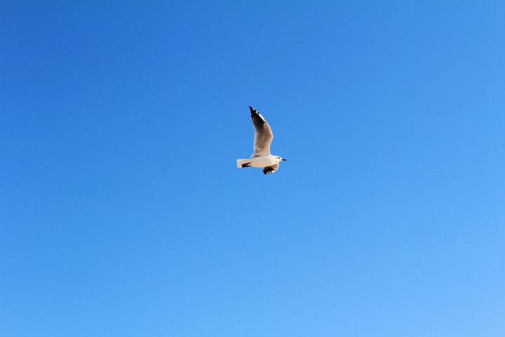 Minimalism. Gull