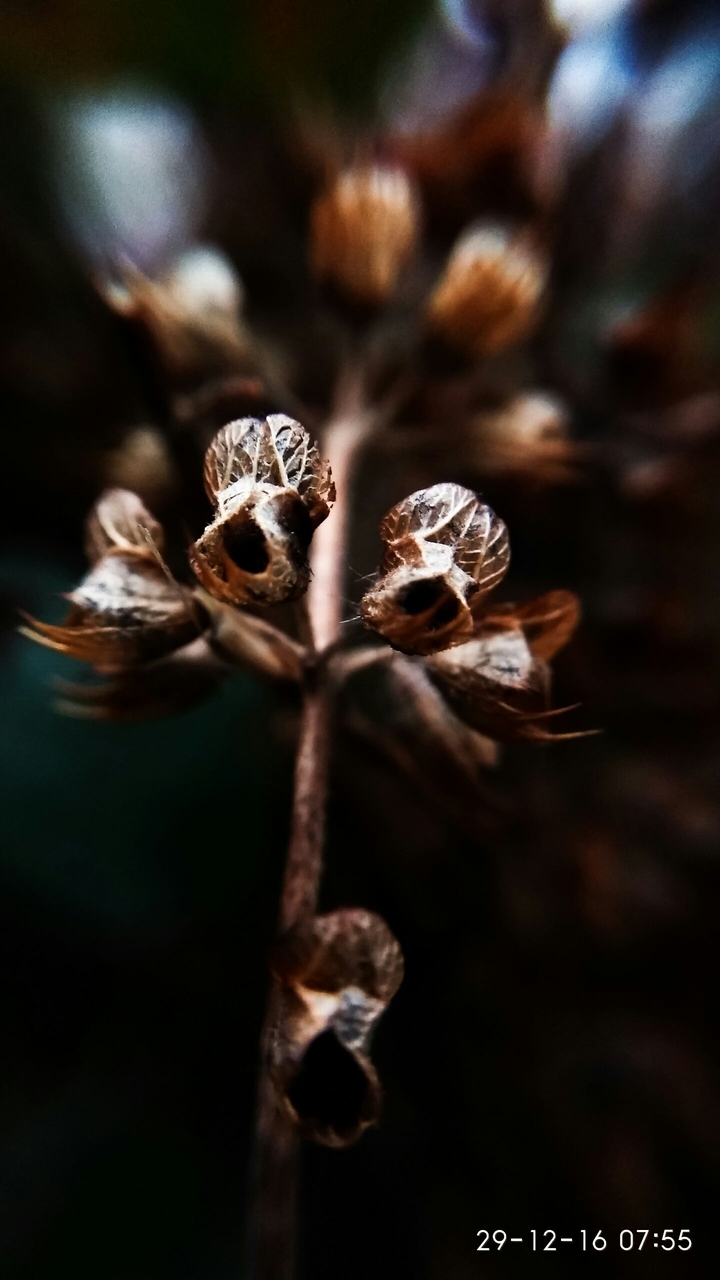 faded flower of plant (tulsi)