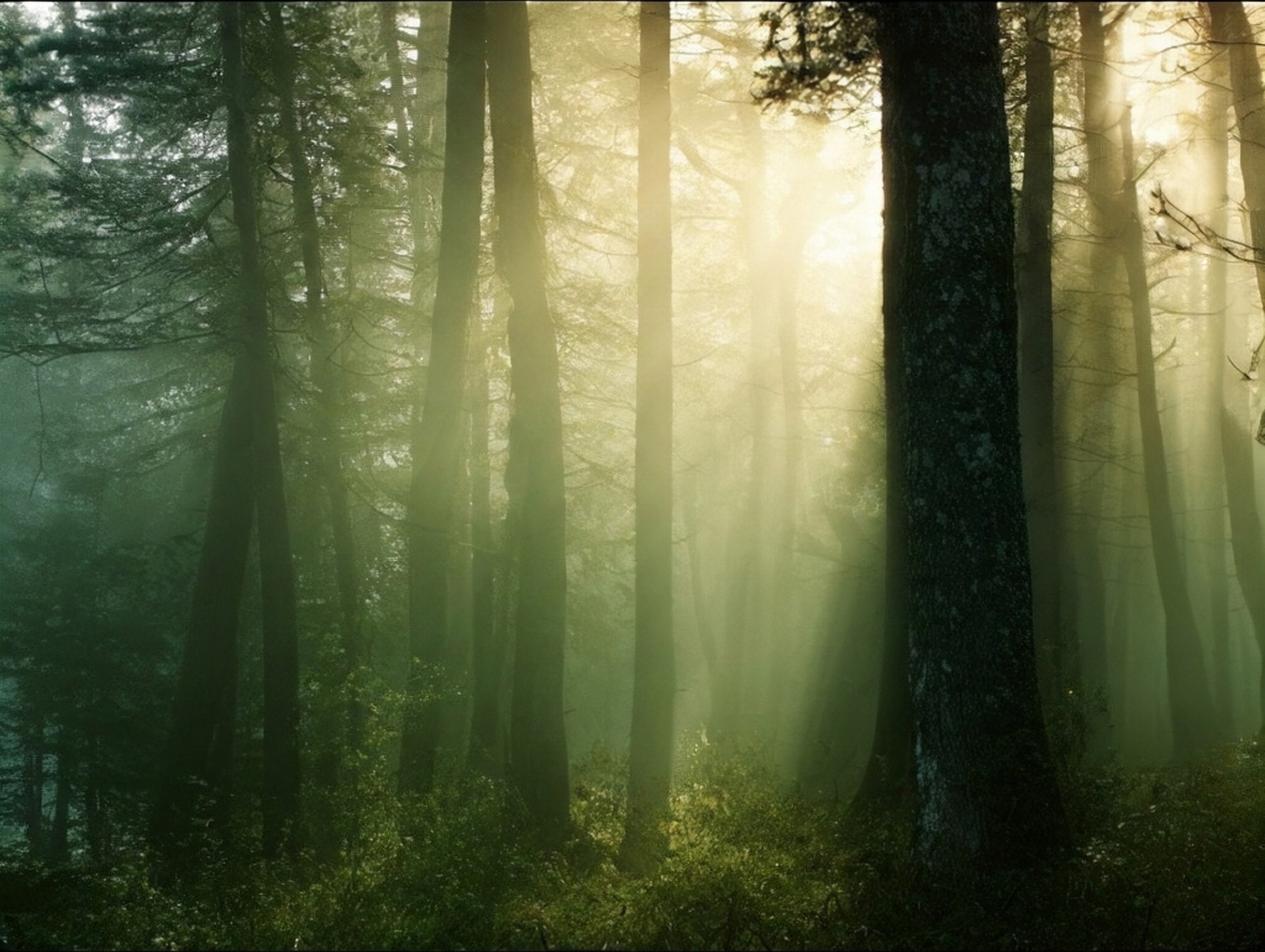 тапети woodland, fog