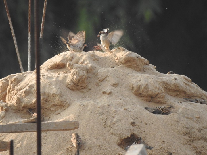 happy Sparrows
