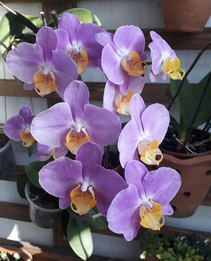 alegria