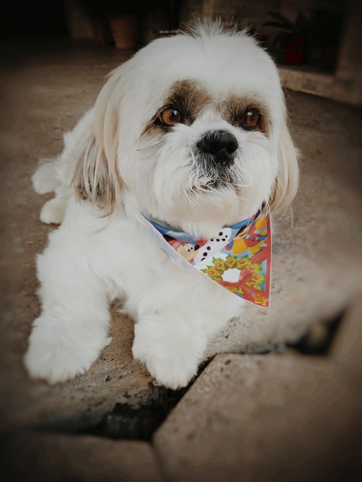 Dog