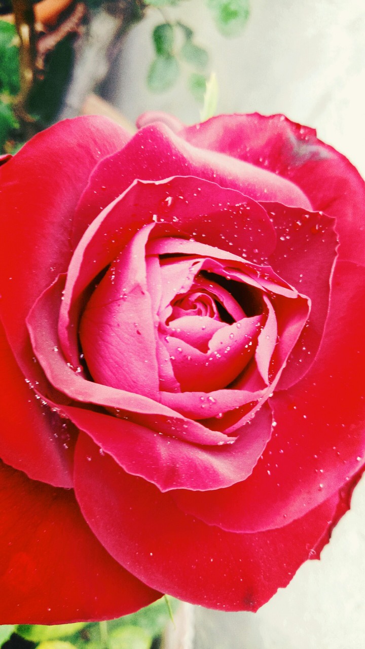 red rose