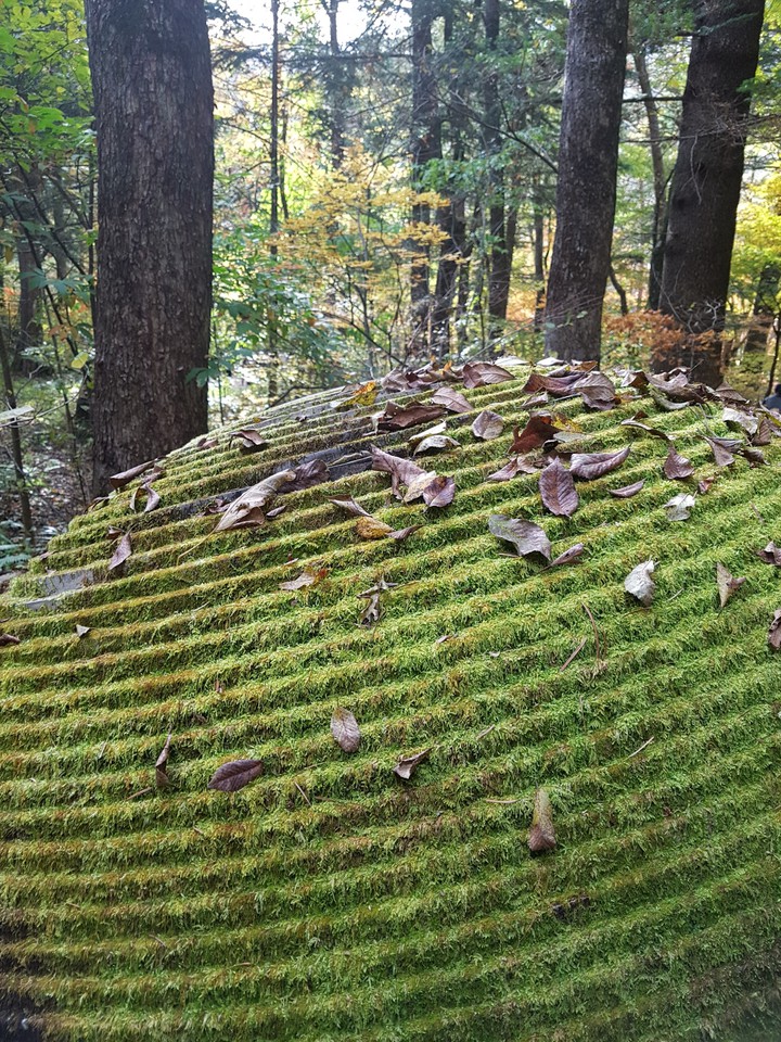 이끼 숲