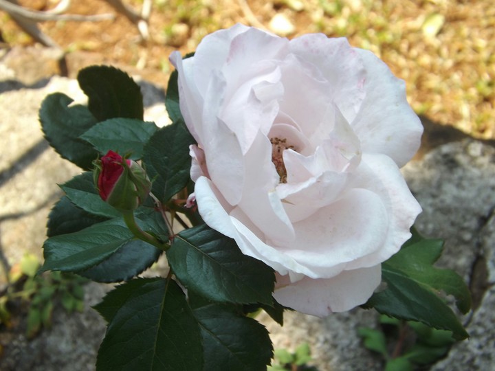 rosa