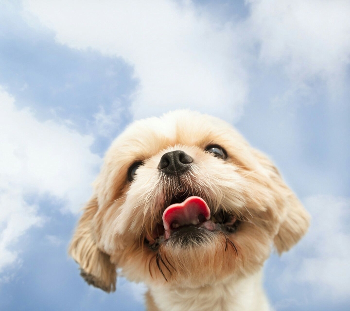 cute dog
