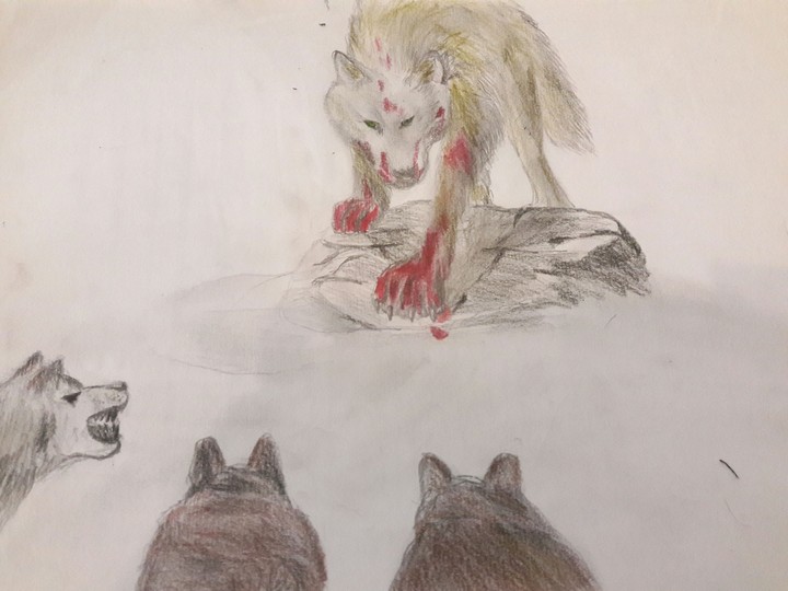 a wolf who loves a sheep
