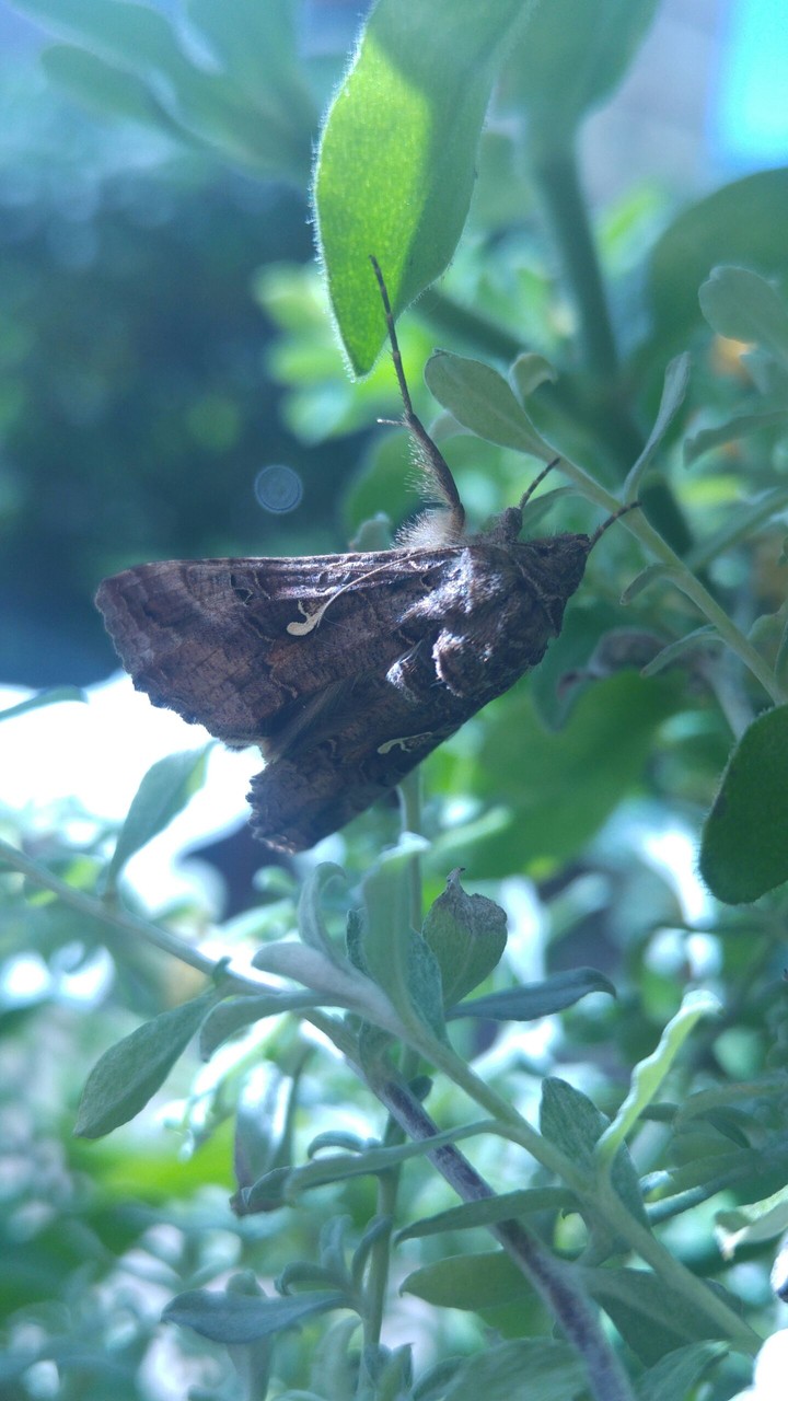 Moth