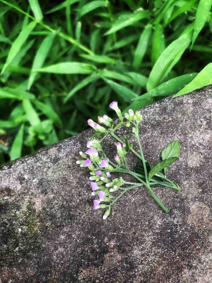 Shade flower