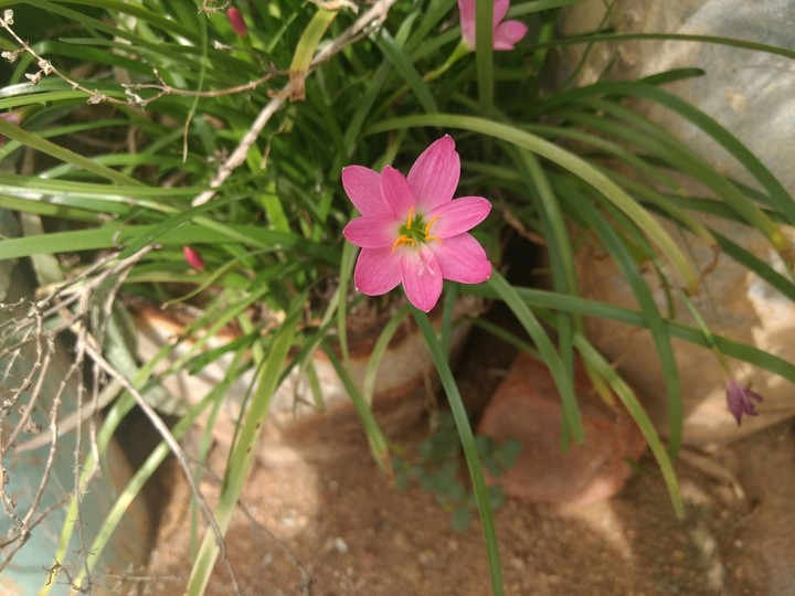 pink