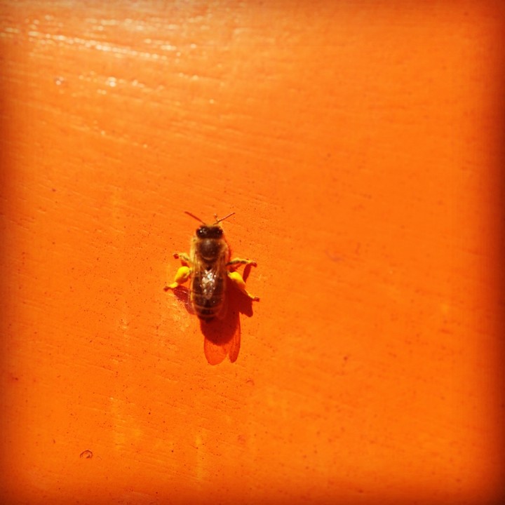 bee, orange, yellow