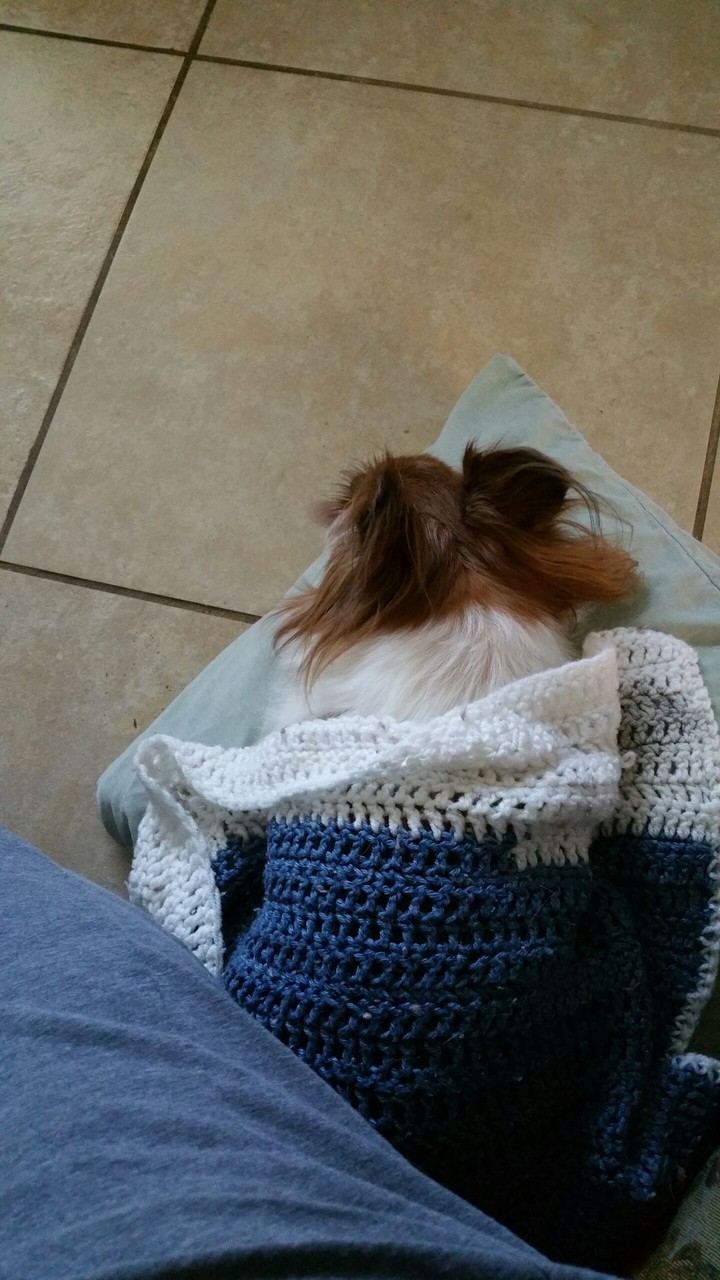 Harley all snuggled in after her bath.