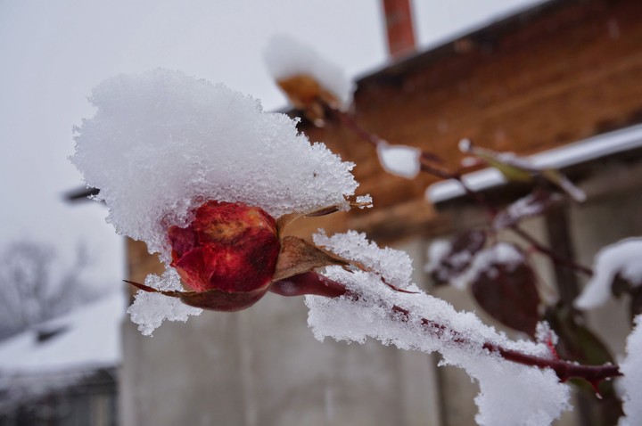 Frozen red rose