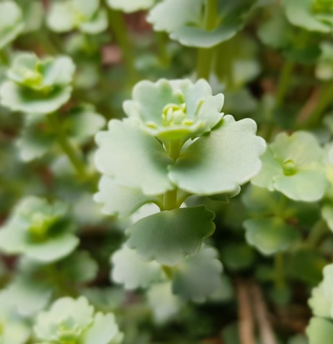 groundcover, subshrub achtergronden