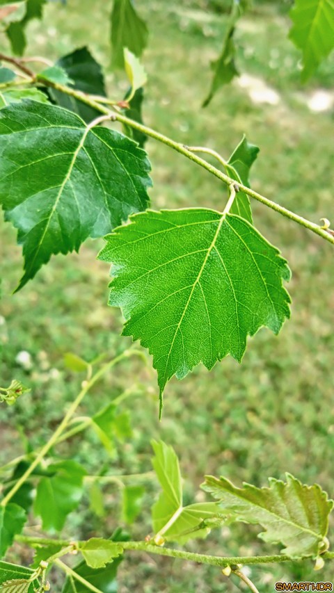 nature