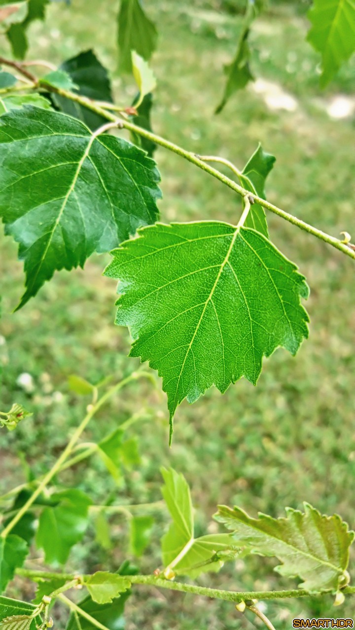 nature