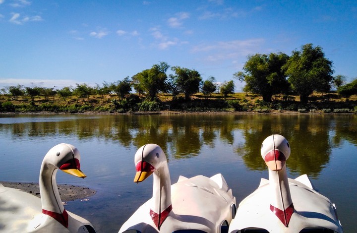 shore ducks