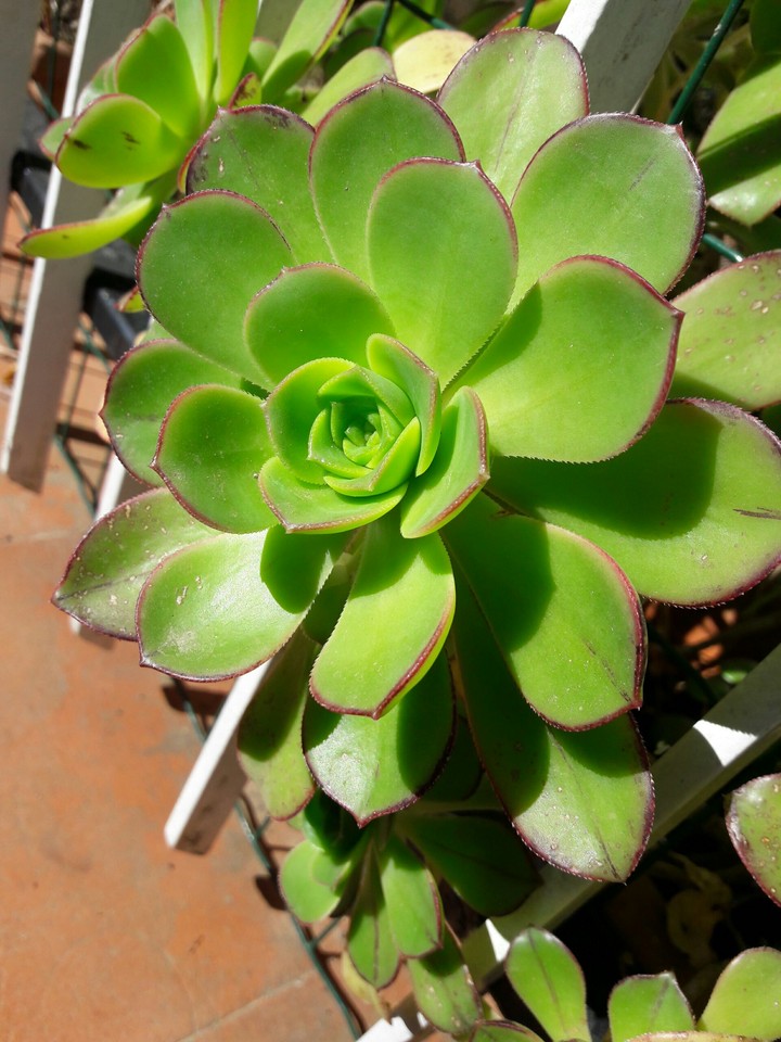 i colori della primavera