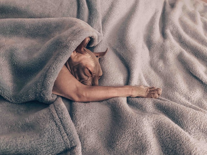 sphinx cat