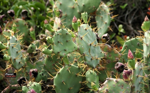 plant geography