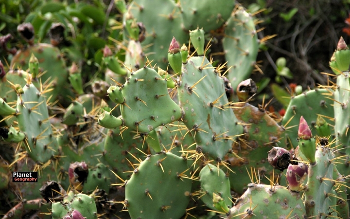 plant geography