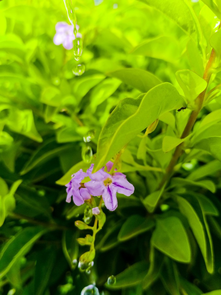 Nature's beauty