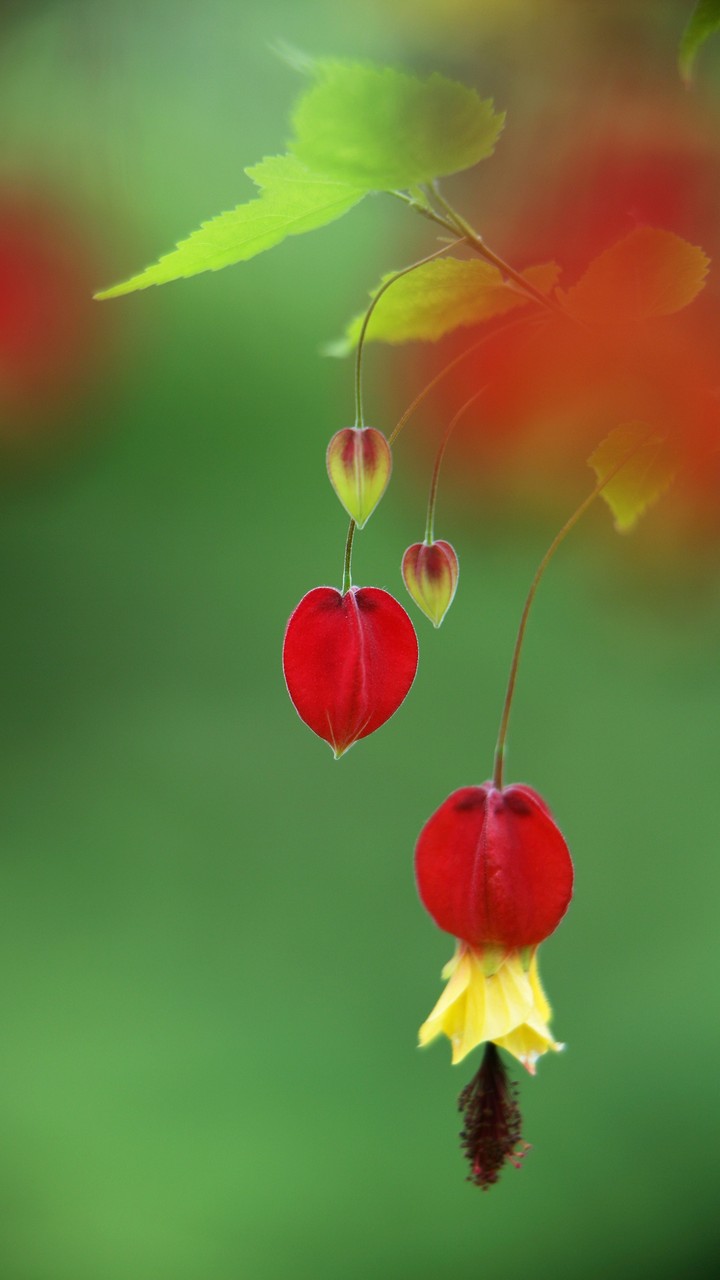 Smell of Life