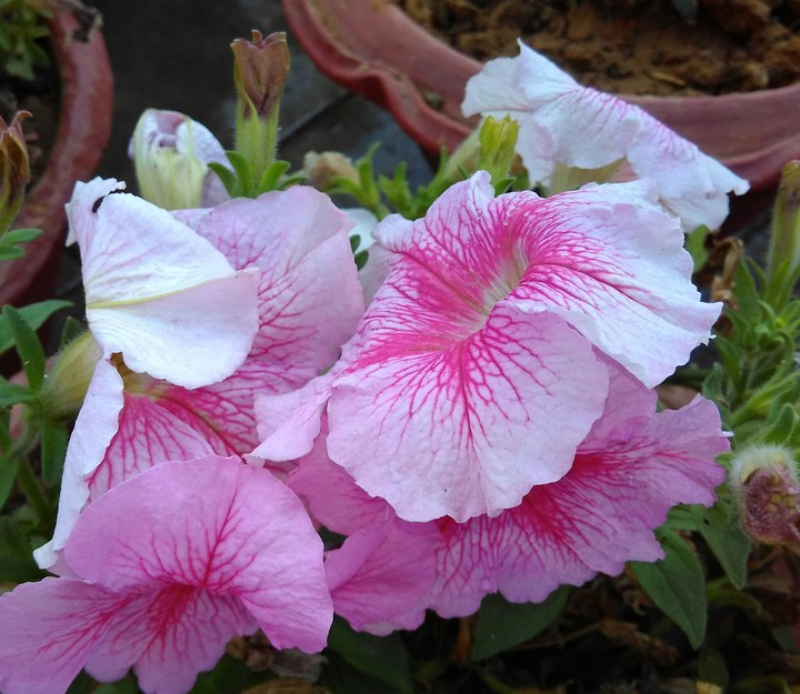 petunia