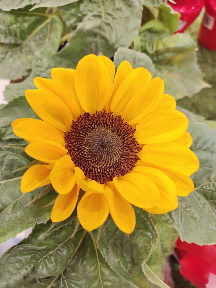 Margaridas