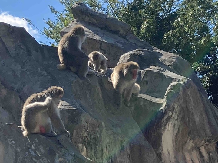 monkey