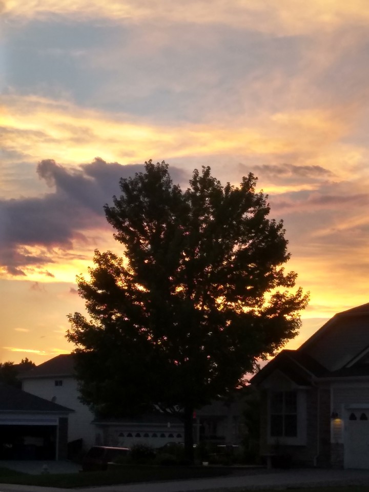 Tree Sunset