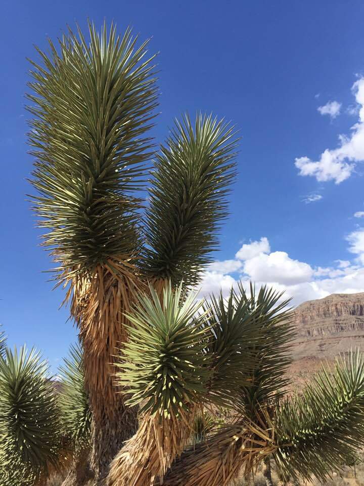 grand canyon
