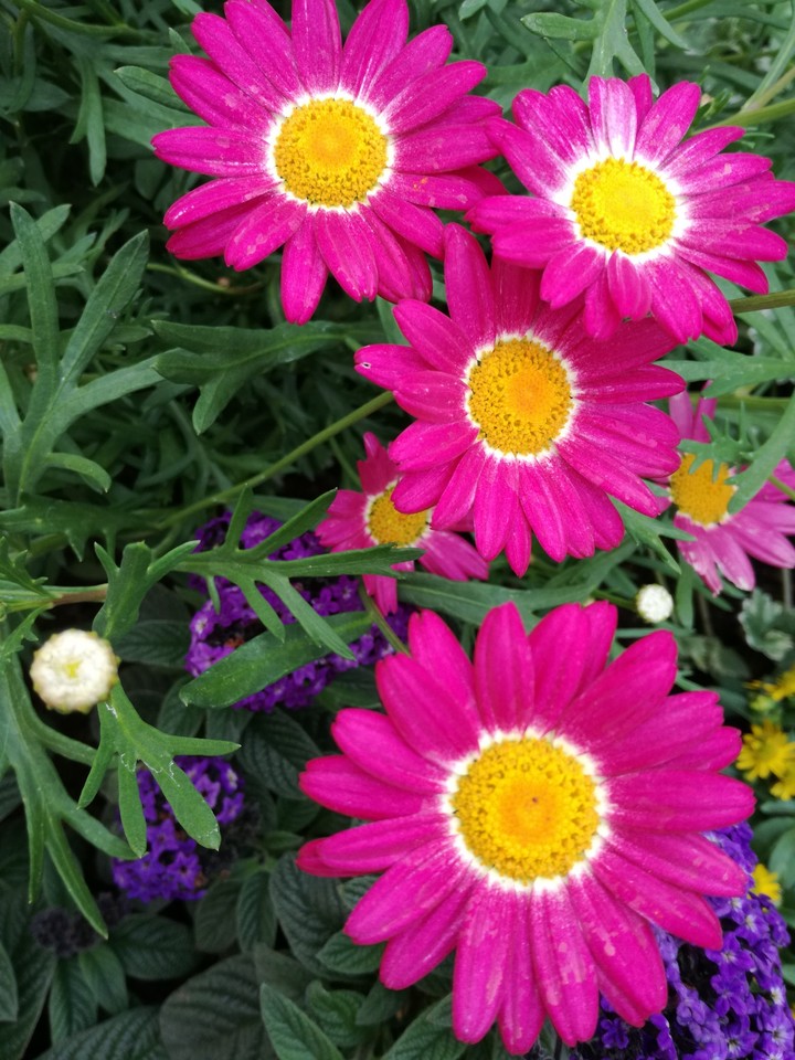 flowers
