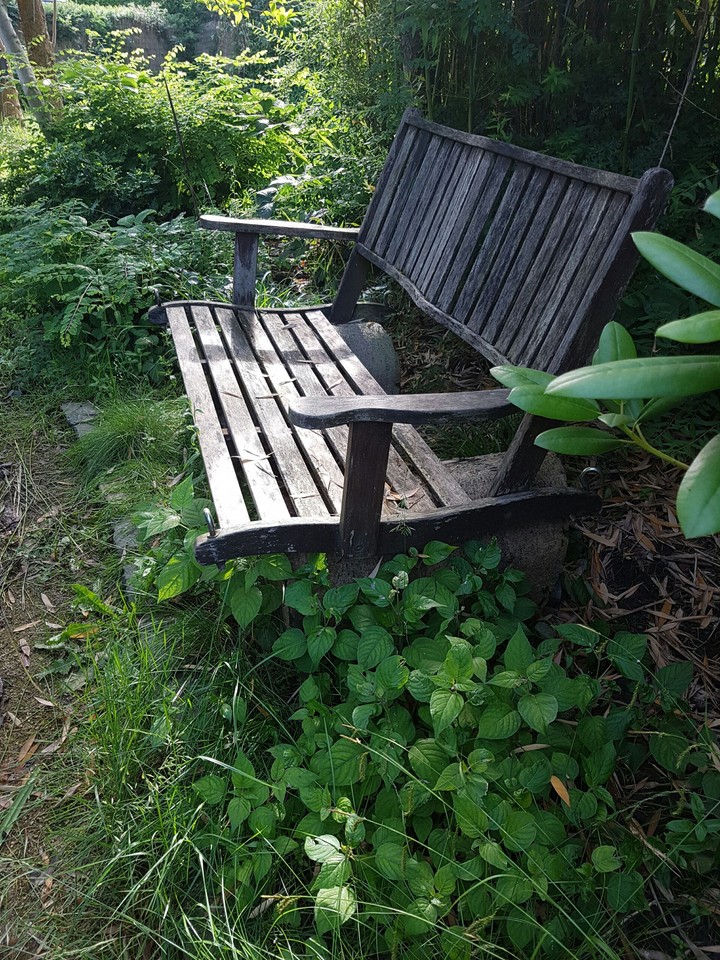 my garden