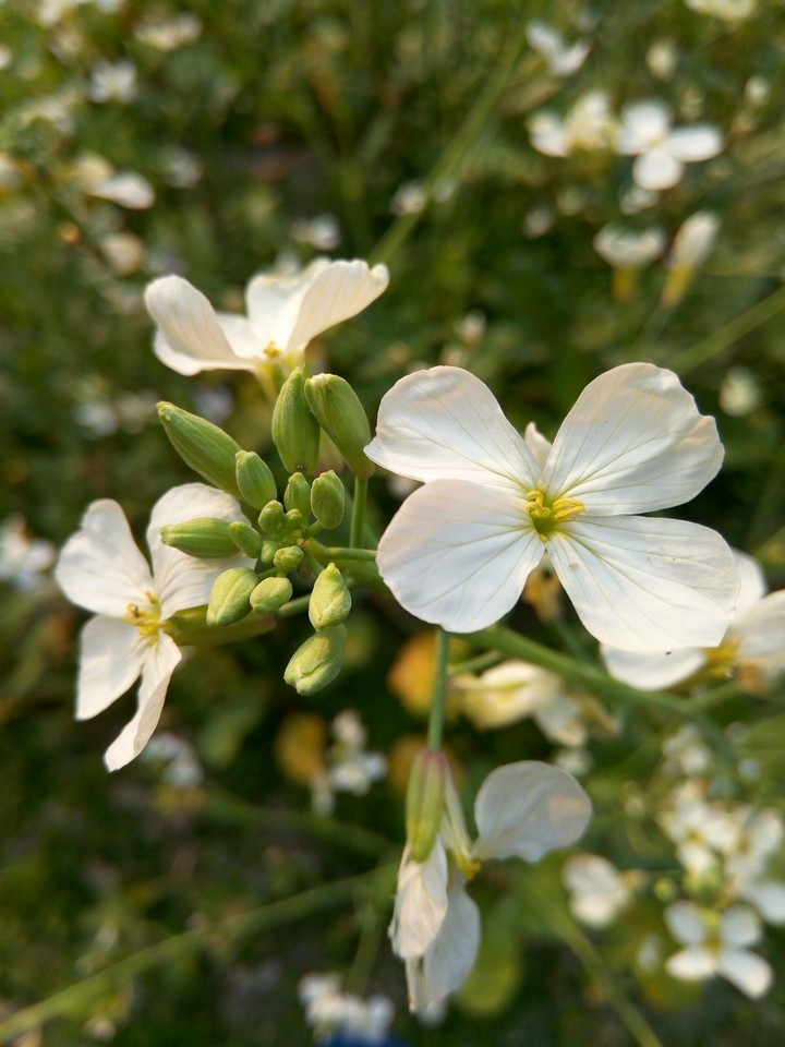 Beauty flower